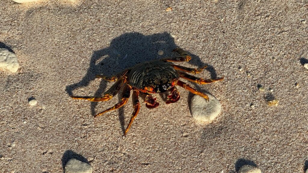 Crab